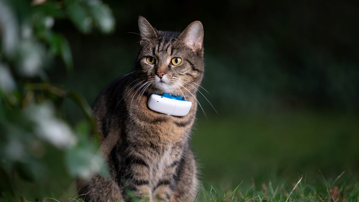 A cat wearing a GPS tracker.